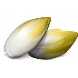 Endives de pleine Terre