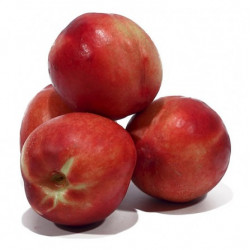 Nectarine